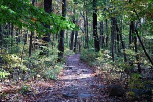 Read more about the article Forest Tourism – A Green Path Toward Sustainable Forestry